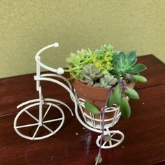 多肉植物寄せ植え　自転車白⑤
