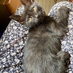 棄てられていた男の子ワッツくん2.5ヶ月 - 猫