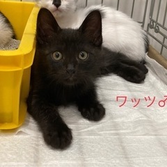棄てられていた男の子ワッツくん2.5ヶ月