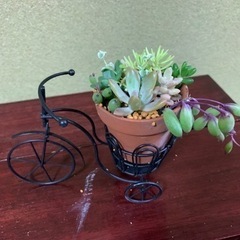 多肉植物寄せ植え　自転車（黒）①