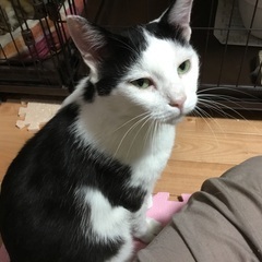 大きい元野良猫（おかめさん）の里親さん募集！