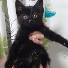 里親さま決定😺いよちゃん