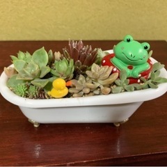 多肉植物寄せ植え　カエルのお風呂①