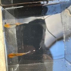 血統メダカ　稚魚