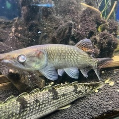 お話中 熱帯魚 アフリカンパイクカラシン 35cm± 訳ありの画像
