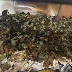 シュレーゲルアオガエル