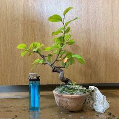 小品盆栽の中古が安い！激安で譲ります・無料であげます｜ジモティー