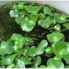 ⭐️【お譲りください】ホテイ草　ホテイアオイ