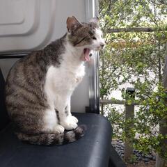 地域猫のお世話ボランティア募集です。