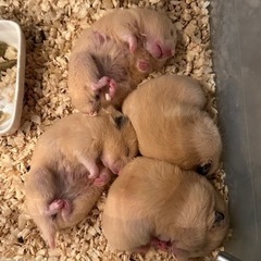 受付終了　キンクマ（キンクマハムスター）生後5ヵ月里親募集
