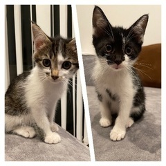 美人姉妹猫！