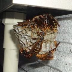 見えない場所に潜む、蜂・ゴキブリ・シロアリ防蟻は【害虫駆除ヘルプ 埼玉営業所】 - さいたま市