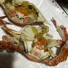今が旬‼️ワタリガニ🦀贈り物 お中元の画像
