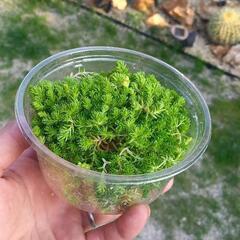 セダム【100円】