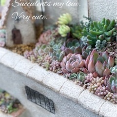 ✴️モルタルデコ®︎／多肉植物寄せ植え教室の画像