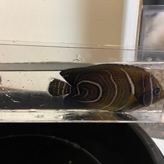 サザナミヤッコ
