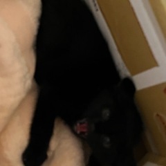 迷い猫ちゃん