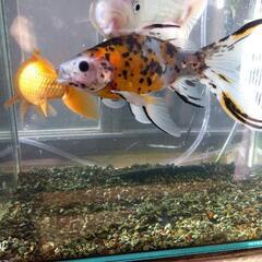和金　3匹の画像