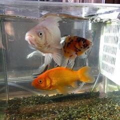 和金　3匹の画像