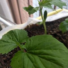 ニガウリ苗4つ鉢　土付き！