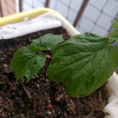 ニガウリ苗4つ鉢　土付き！の画像