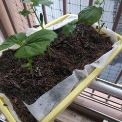 ニガウリ苗4つ鉢　土付き！の画像