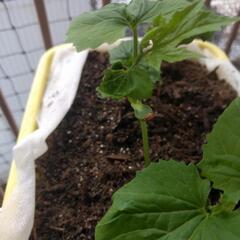 ニガウリ苗4つ鉢　土付き！の画像