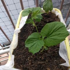 ニガウリ苗4つ鉢　土付き！の画像