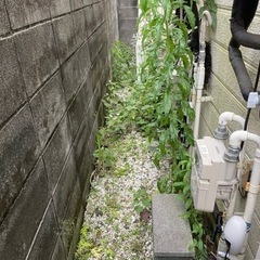 雑草の伸びる時期、草刈りいたします。