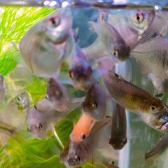 室内越冬！🐟　タイリクバラタナゴ　6匹　④