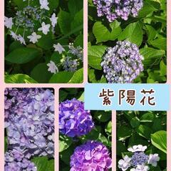 無償。紫陽花切り花挿し木枝差し上げます。