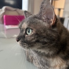 甘えん坊のラブちゃん − 大阪府