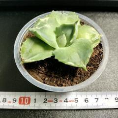 アガベ王妃雷神の子株
