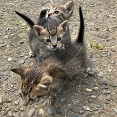 子猫　生後1ヶ月　里親募集　オス2匹　メス1匹