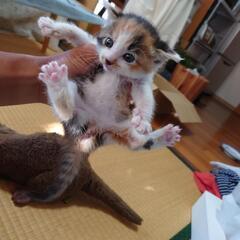 赤ちゃん猫？里親募集