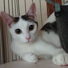 ちょっと怖がりだけど穏やかな猫♂