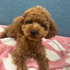 トイプー男の子　里親さん募集中