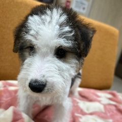 ワイヤーフォックステリア　里親さん募集中 - 豊橋市