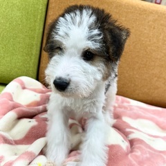 ワイヤーフォックステリア　里親さん募集中