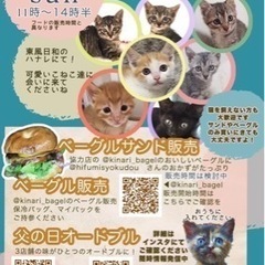 子猫の譲渡会🐈　in山鹿