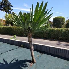 ユッカグロリオサ  値下げ中。の画像