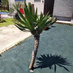 ユッカグロリオサ  値下げ中。の画像