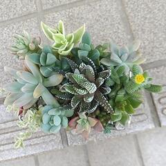 多肉 寄せ植え お洒落缶の画像