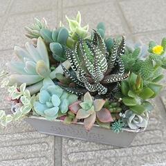 多肉 寄せ植え お洒落缶の画像