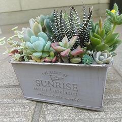 多肉 寄せ植え お洒落缶の画像