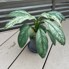 ディフェンバキア：ティキ　観葉植物