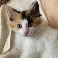 子猫ミケ