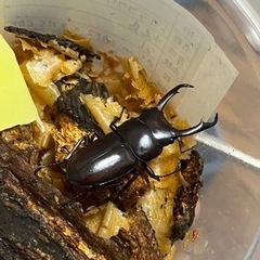 トカラコクワガタ　オス単② 即ブリ