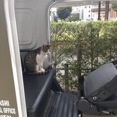 一緒に地域猫のお世話ボランティアしてくださる方