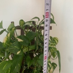 【お値下げしました】観葉植物　ポトスの画像